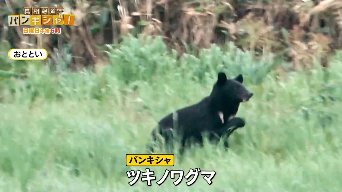 相次ぐ“クマ被害”生活に影響も　秋田で追跡中にもクマ出没…急増のワケ【バンキシャ！】