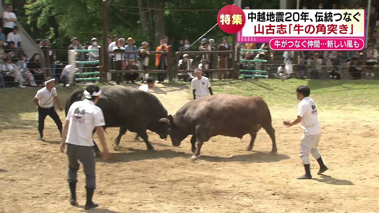 特集】中越地震20年で迎えた「全国闘牛サミット」 各地からの支援に感謝と伝統文化をこれからも 《新潟》｜日テレNEWS NNN