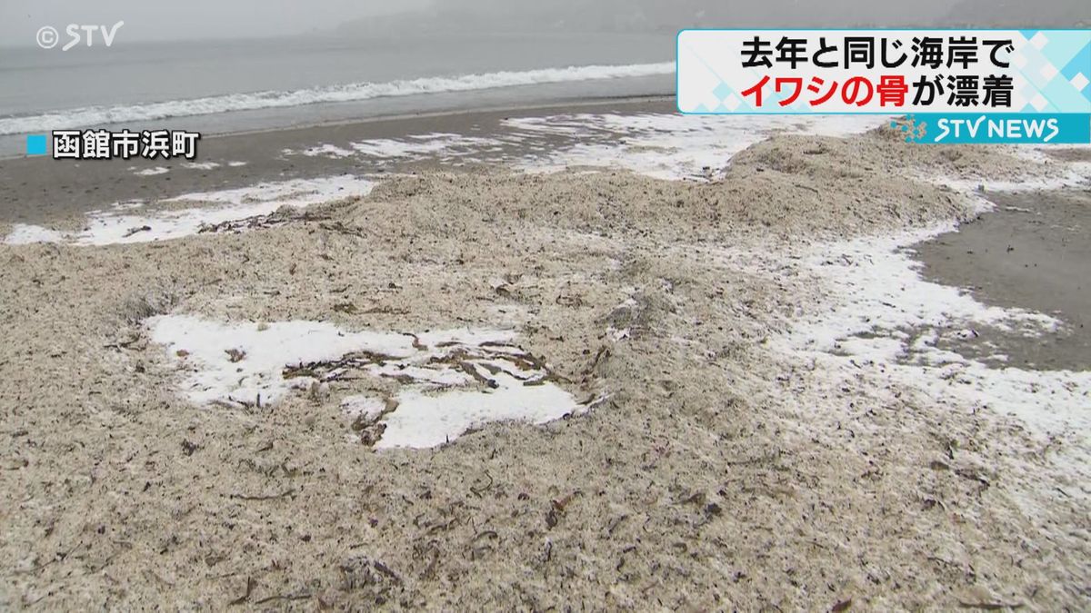 大量のイワシの骨とウロコが漂着　函館の海岸は一面真っ白　去年１２月の大量漂着が関係か