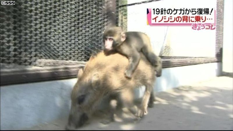 サルのミワちゃん復帰、ウリボウと散歩再開