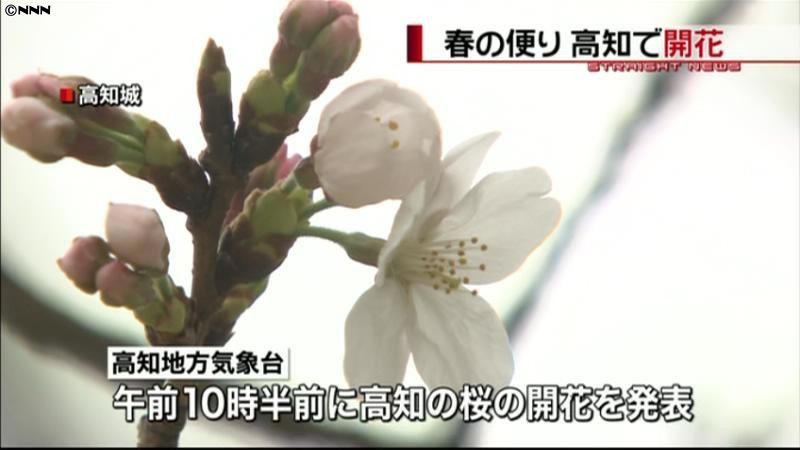 桜の開花一番乗り！高知でソメイヨシノ咲く