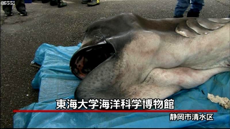 深海ザメ「メガマウス」を公開解剖　静岡市