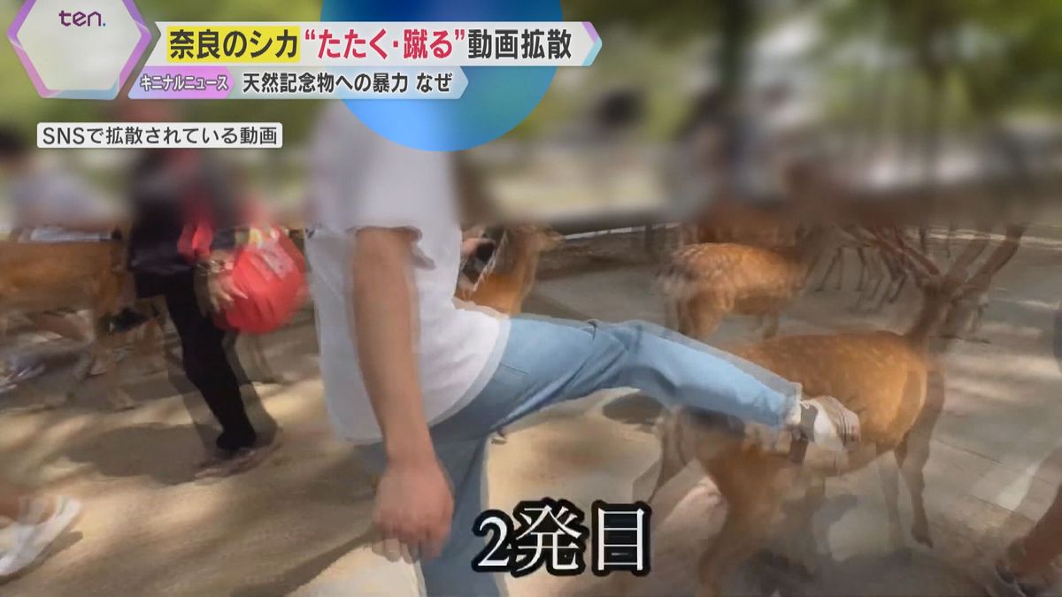 “神の使い”を殴る蹴る…奈良公園のシカに暴力振るう動画がSNSで拡散、非難殺到「気分が悪い」