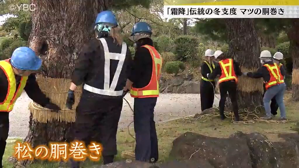 二十四節気「霜降」 鶴岡・マツの胴巻き作業「雪が降ったらまた違う景色」に