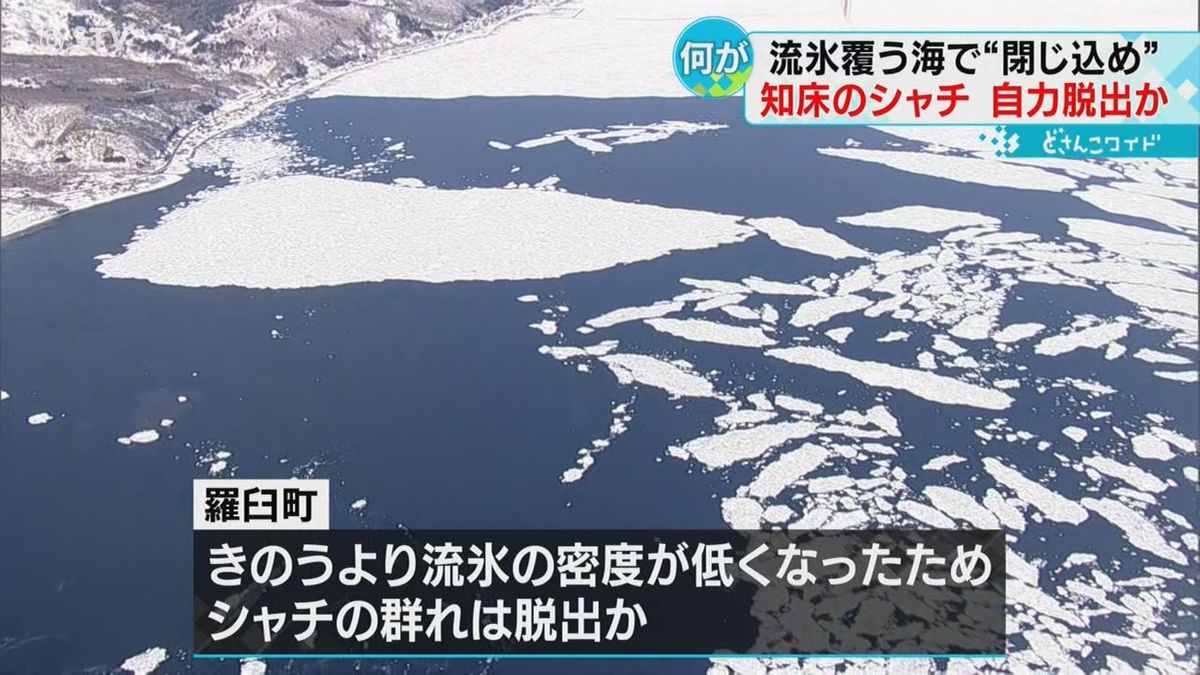 羅臼沖の流氷（7日）