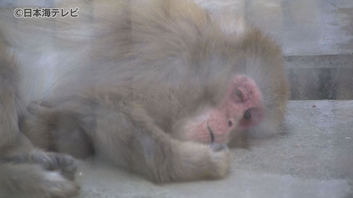 高気圧に覆われて広く晴れて初夏の陽気に　動物たちは心地よい風を感じながら気持ちよさそうにお昼寝も