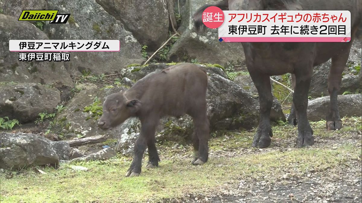 アフリカスイギュウの赤ちゃん誕生　２０２２年に続き２回目の出産　静岡・東伊豆町　伊豆アニマルキングダム