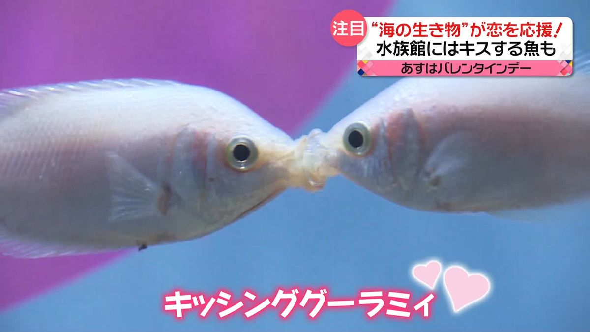 あすはバレンタインデー　“海の生き物”が恋を応援！　水族館にはキスする魚も
