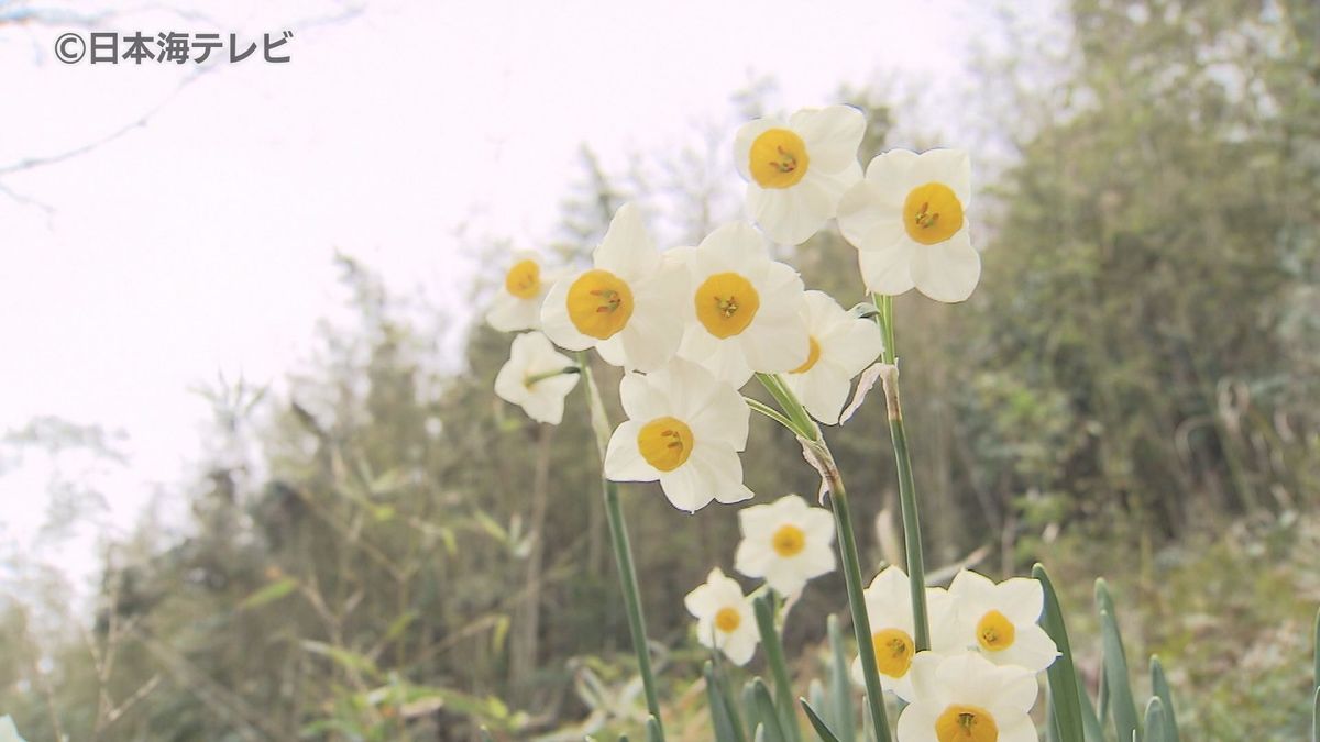 寒さに負けず“りん”とした姿　スイセンが見頃を迎える　島根県松江市