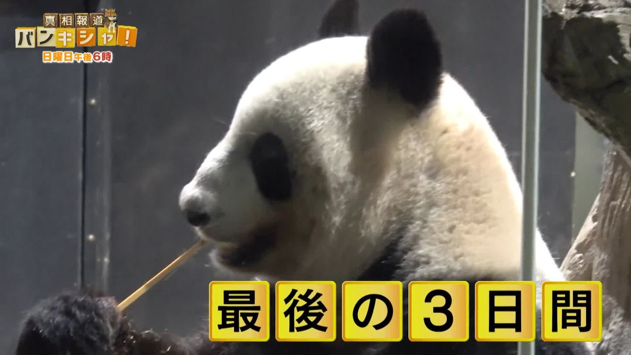 上野動物園リーリー＆シンシンふるさと中国へ…パンダファン最後の別れに密着【バンキシャ！】（2024年9月29日掲載）｜日テレNEWS NNN