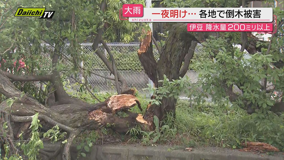 【天気回復も爪痕】前線を伴った低気圧の影響で前日から県内は大雨に強風…倒木などの被害も確認（静岡）