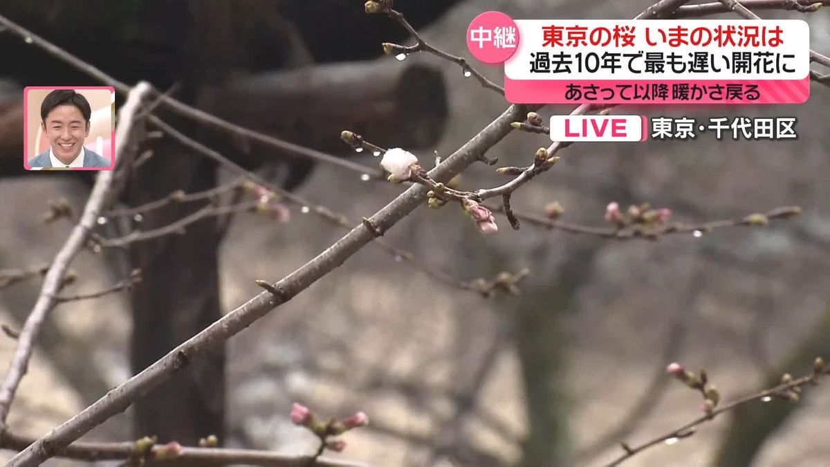 過去10年で最も遅い開花に…東京の桜、いまの状況は