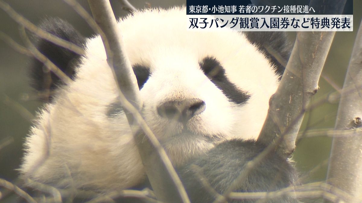 若者の3回目接種促進へ　小池知事がパンダ観賞入園券など特典発表