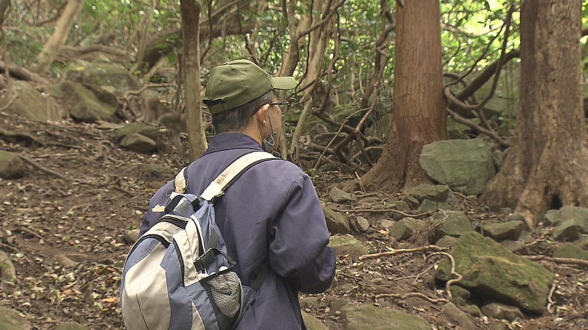 毎年恒例　高崎山で「サルの個体数調査」始まる　前の年はC群が山から下りてこない異例の事態に…大分