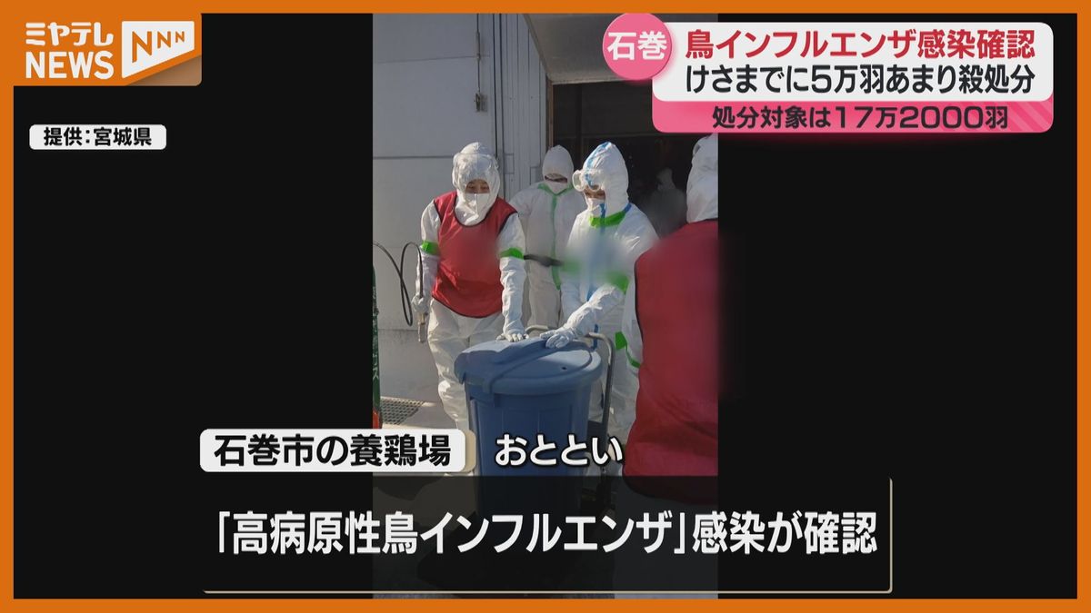 殺処分17万羽のうち約3割完了　鳥インフルエンザで県内過去2番目に多い処分数〈宮城県〉