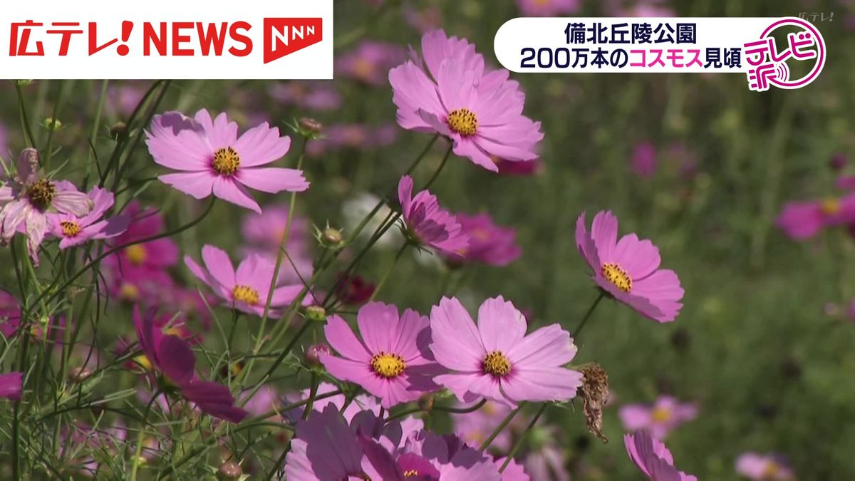 ２００万本のコスモスが見頃　広島・庄原市