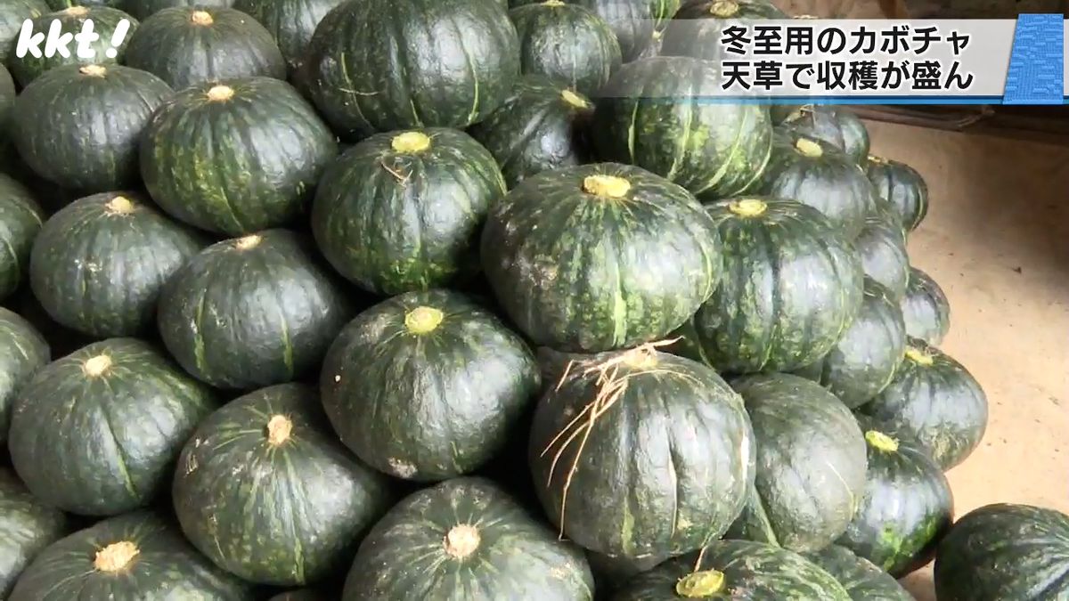 冬至を前にカボチャの収穫盛ん　早期米の裏作として栽培　収穫後の追熟で甘くして出荷