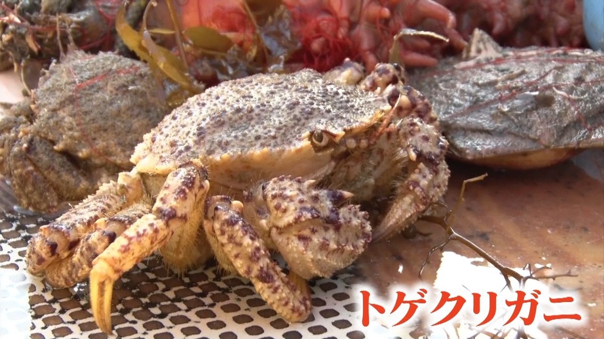 青森の花見に欠かせない！　トゲクリガニ漁