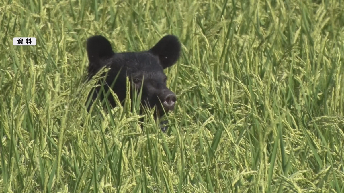 クマによるけがの７割から８割が「頭部」なぜ顔や頭を狙うのか　専門家は…