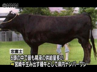 避難していた種牛１頭、口蹄疫感染か　宮崎