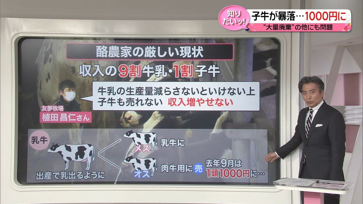 【解説】牛乳高騰も“大量廃棄”　9年前の「バター不足」乳牛増やす対策が…　カギは「国産チーズ」？