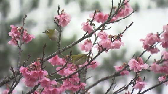 早咲きの桜の名所・名護　全国で花を咲かせる事ができるか！