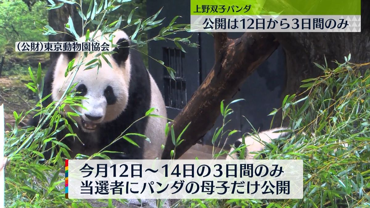上野動物園の双子パンダ　３日間のみ公開