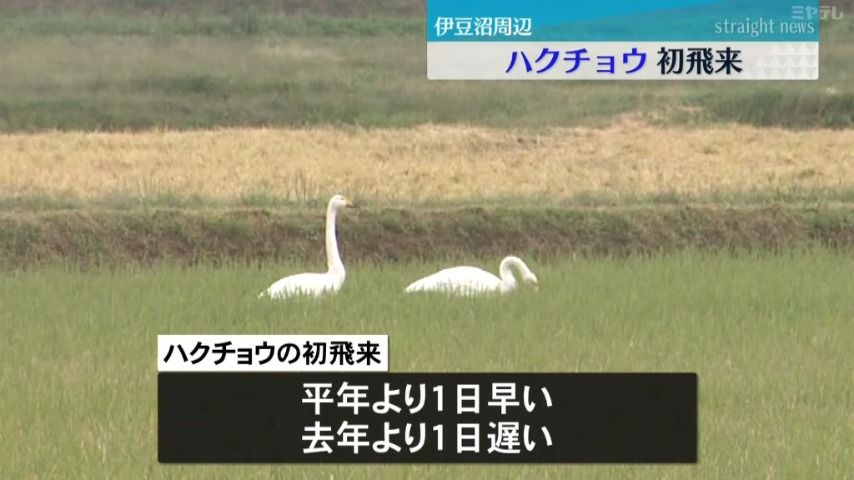 【今シーズン初めて】ハクチョウが8日初飛来　国内有数の渡り鳥の飛来地「伊豆沼」周辺に（宮城）