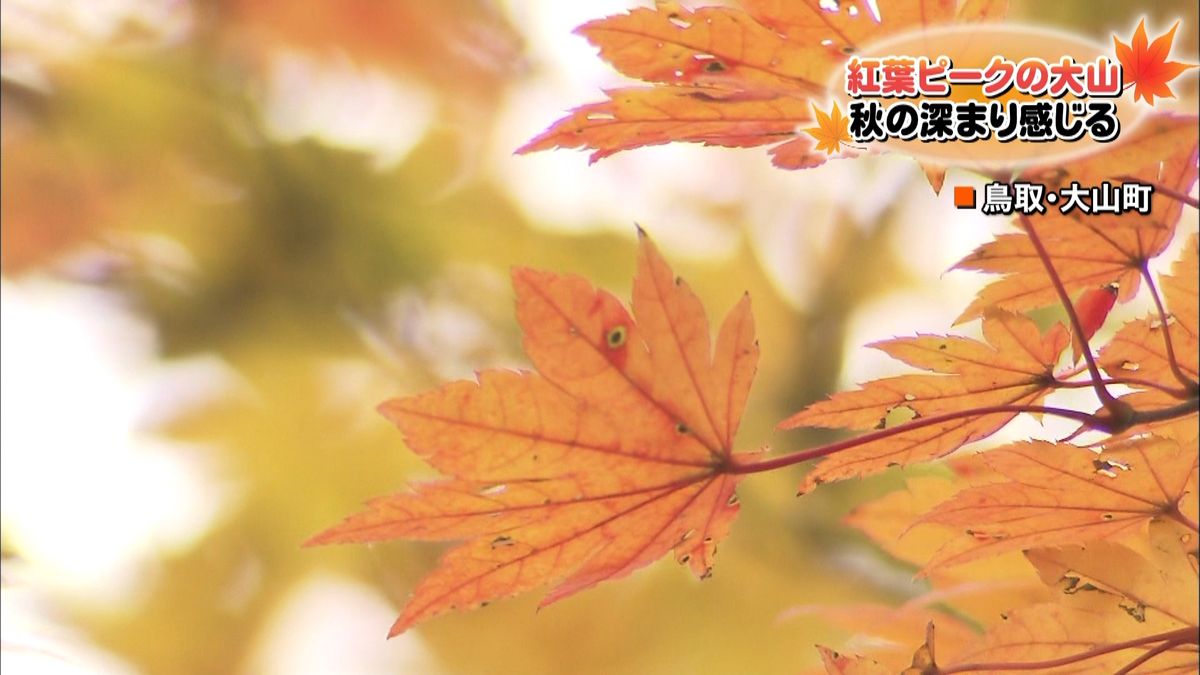 鳥取・大山で紅葉ピーク　秋の深まり感じる