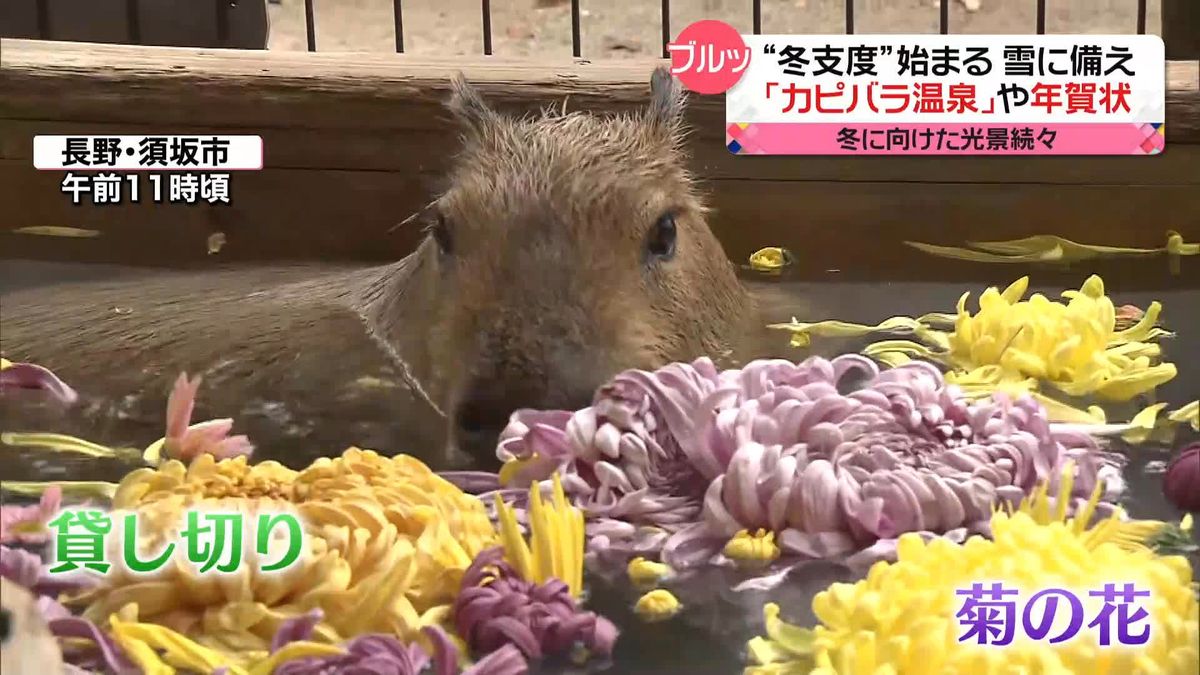 もう11月…“冬支度”進む　動物園では冬季限定の「カピバラ温泉」始まる