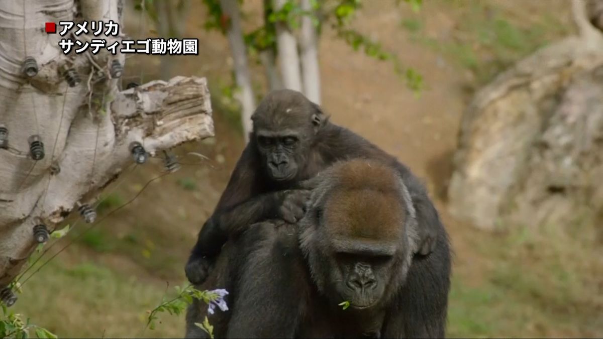 ２歳の誕生日プレゼント♪ゴリラも興味津々