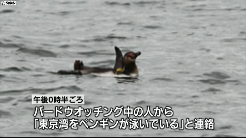 水族園からペンギン逃げ出す　東京湾で目撃