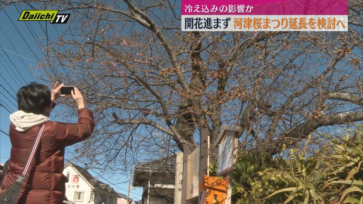 冷え込みの影響か　河津桜の開花進まず　河津桜まつり期間延長を検討へ（静岡・河津町）