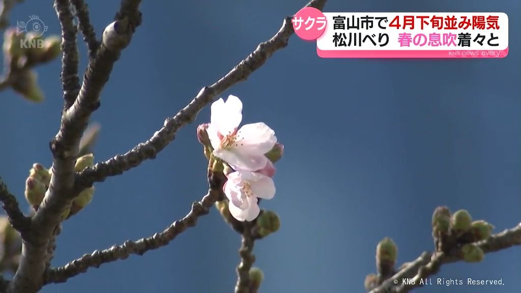 松川べりにサクラがチラホラ…　29日の富山県内　汗ばむ陽気のところも