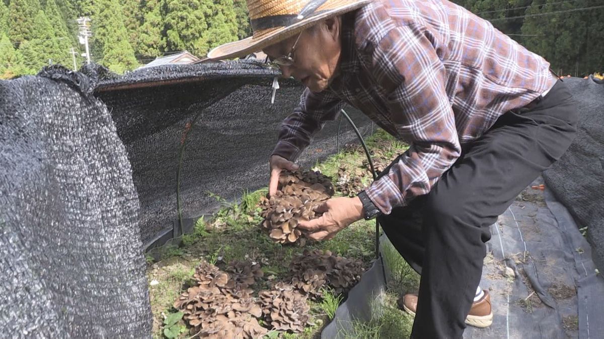 味・香り・食感そろったキノコの王様　原木マイタケ収穫　猛暑の影響で遅れ　質と収量には影響なし　天ぷらや土瓶蒸しがおすすめ