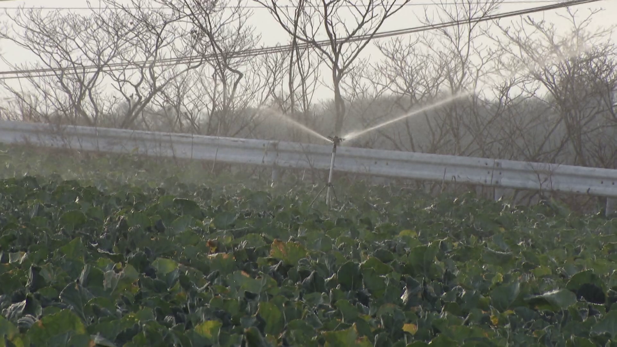 スプリンクラーで水まき