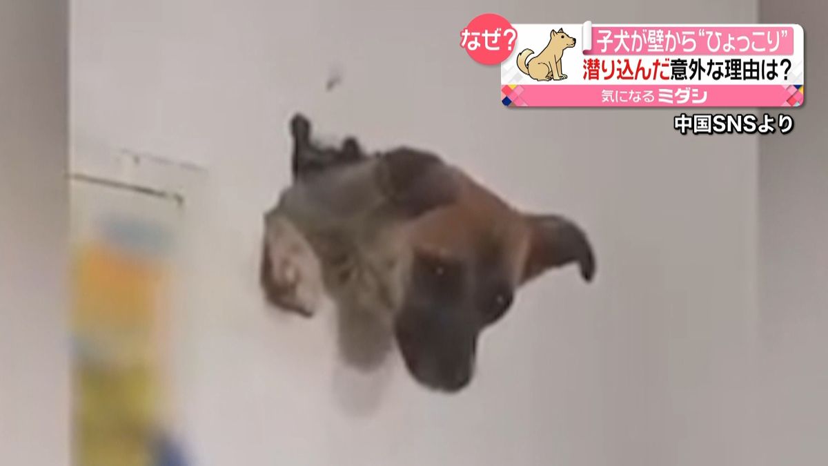 子犬が壁から“ひょっこり”出たくないワケ