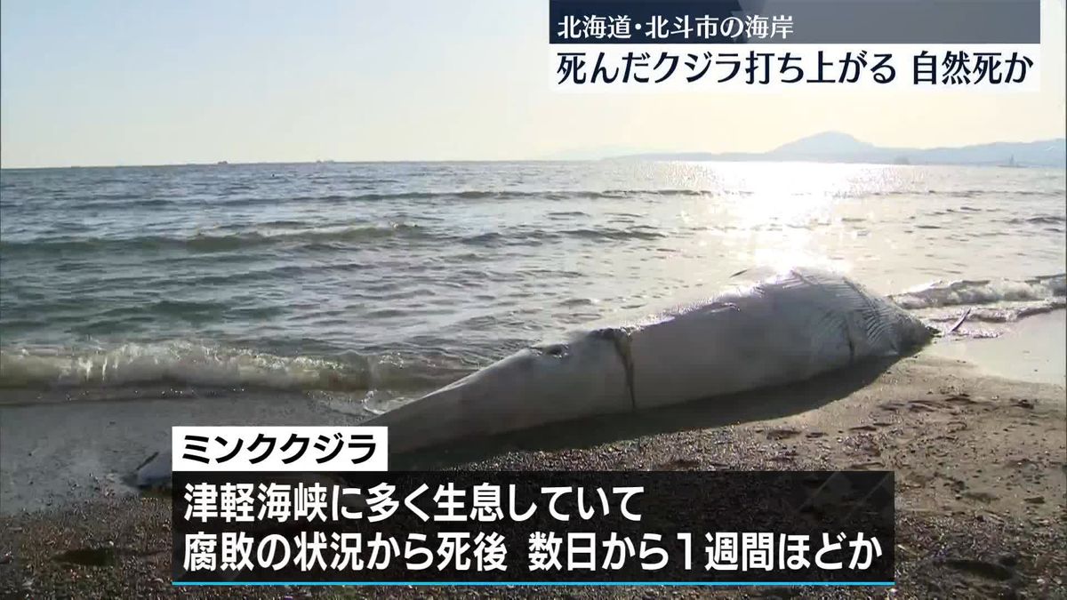 海岸に死んだクジラ打ち上がる、自然死か　北海道北斗市