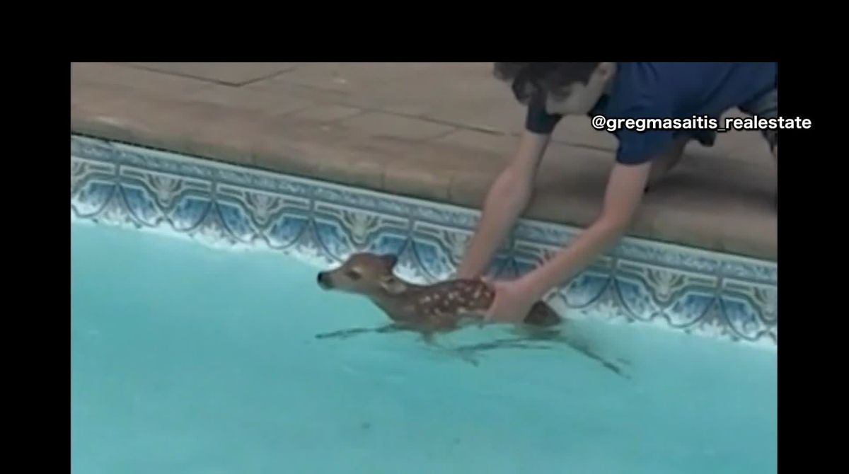 「持つのも触るのも初めて」　子ジカがプールに転落　12歳少年の救出劇　アメリカ