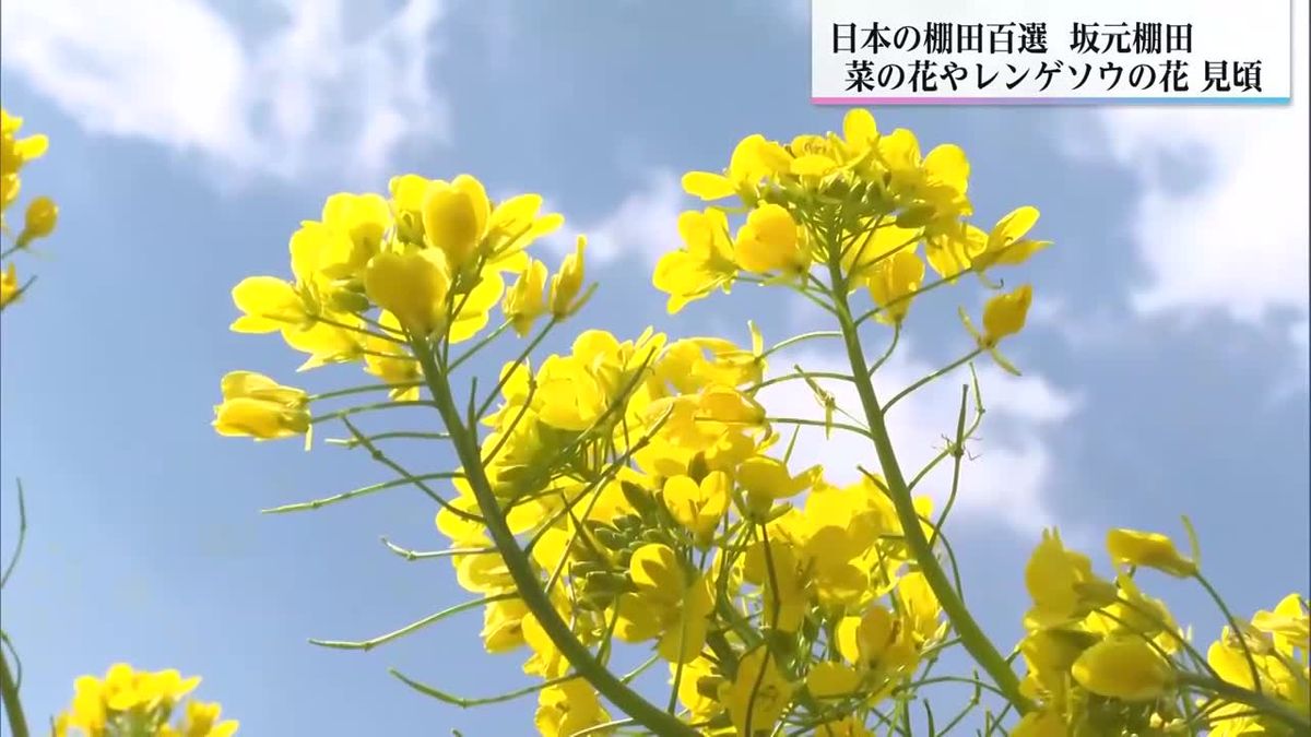 坂元棚田に春到来　菜の花とレンゲソウの花が見頃