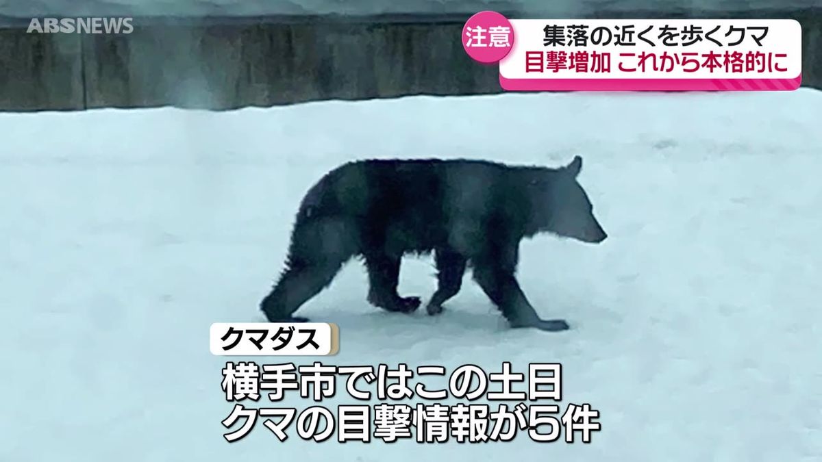 冬眠明けのシーズンへ…横手市などでクマの目撃が相次ぐ　気を付けるべきことは？