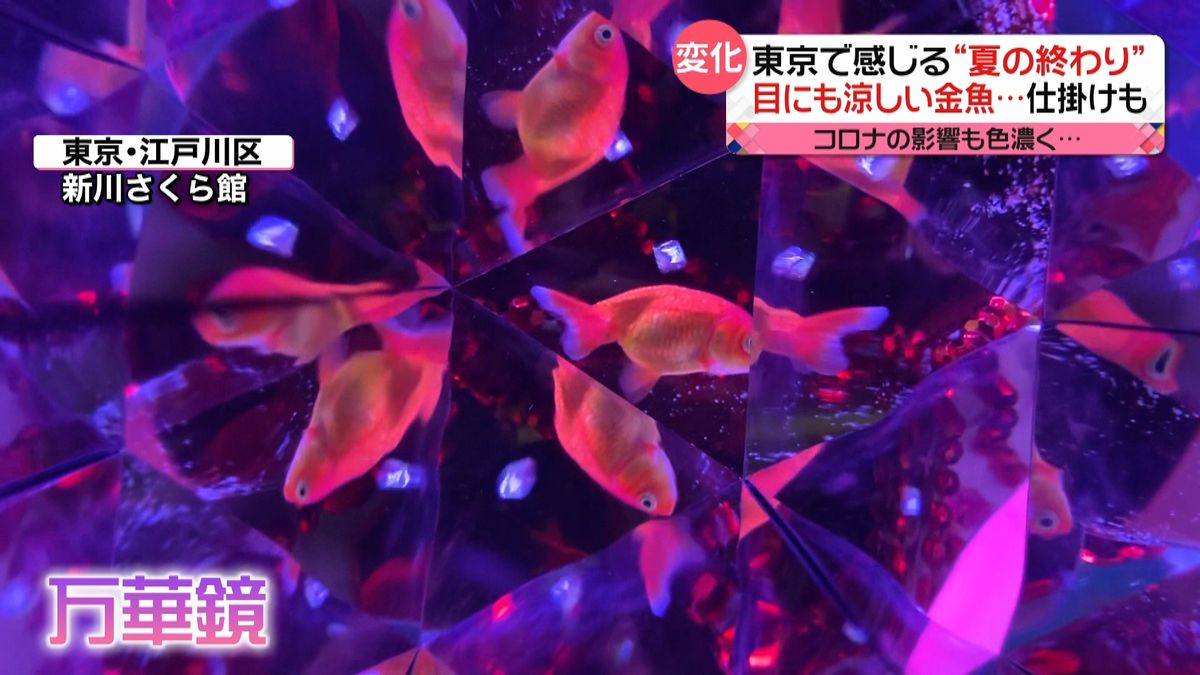 東京では“夏の終わり”感じる気温に…目にも涼しい金魚の展示も