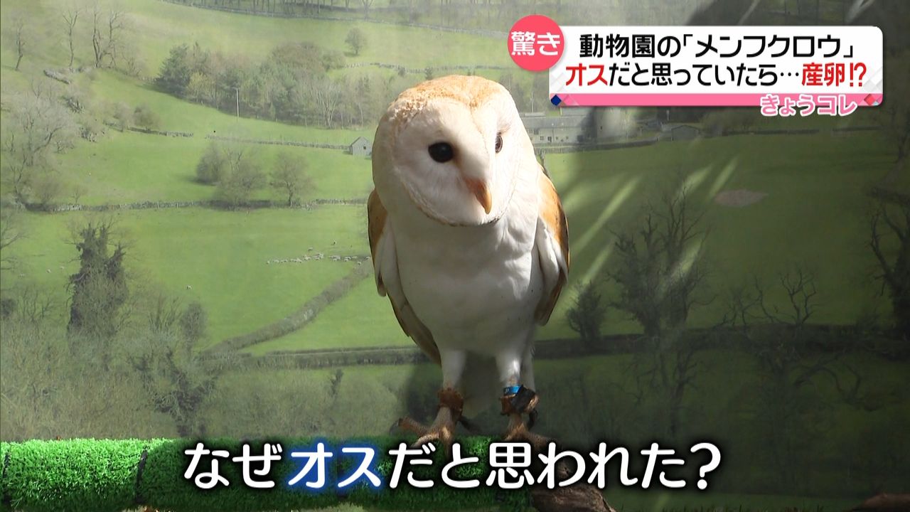 オスのフクロウが“産卵”？ 動物園で…（2021年4月6日掲載）｜日テレNEWS NNN