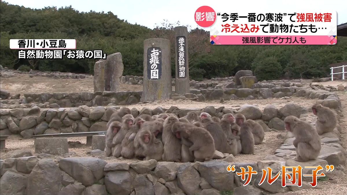 “今季一番の寒波”…列島襲来　強風による被害も　動物園では“サル団子”で寒さしのぐ