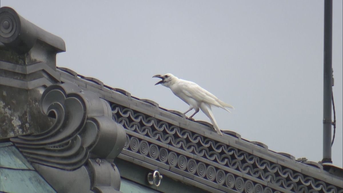 【速報】 超希少！「白いカラス」“鳴き声動画”の撮影に成功　滋賀・大津市でカメラマンが目撃