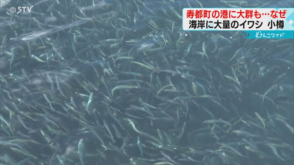 日本海の水温に原因か？小樽に大量漂流イワシがけさ寿都に押し寄せたワケ　漁師も困った