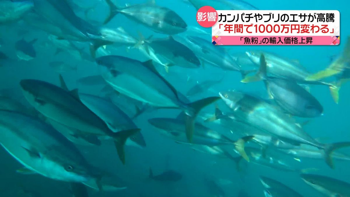 円安・物価高が影響　“年間で1000万円変わる”…養殖魚のエサの原材料「魚粉」高騰