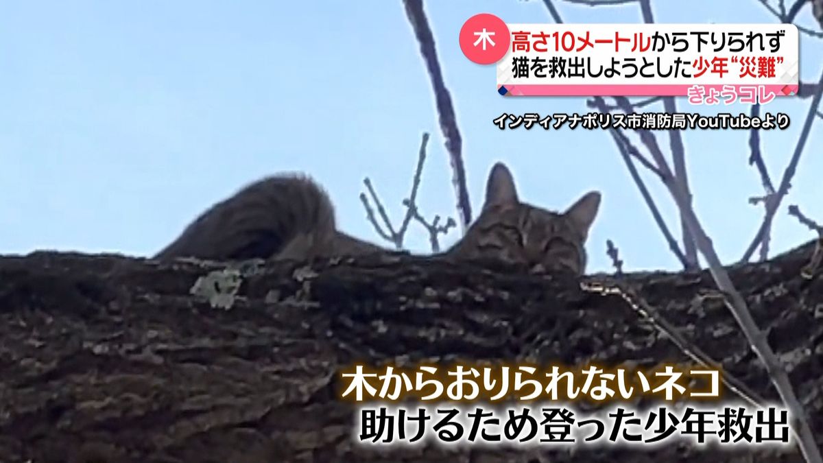 猫を救出しようとした少年に“災難”高さ10メートルの木から下りられず