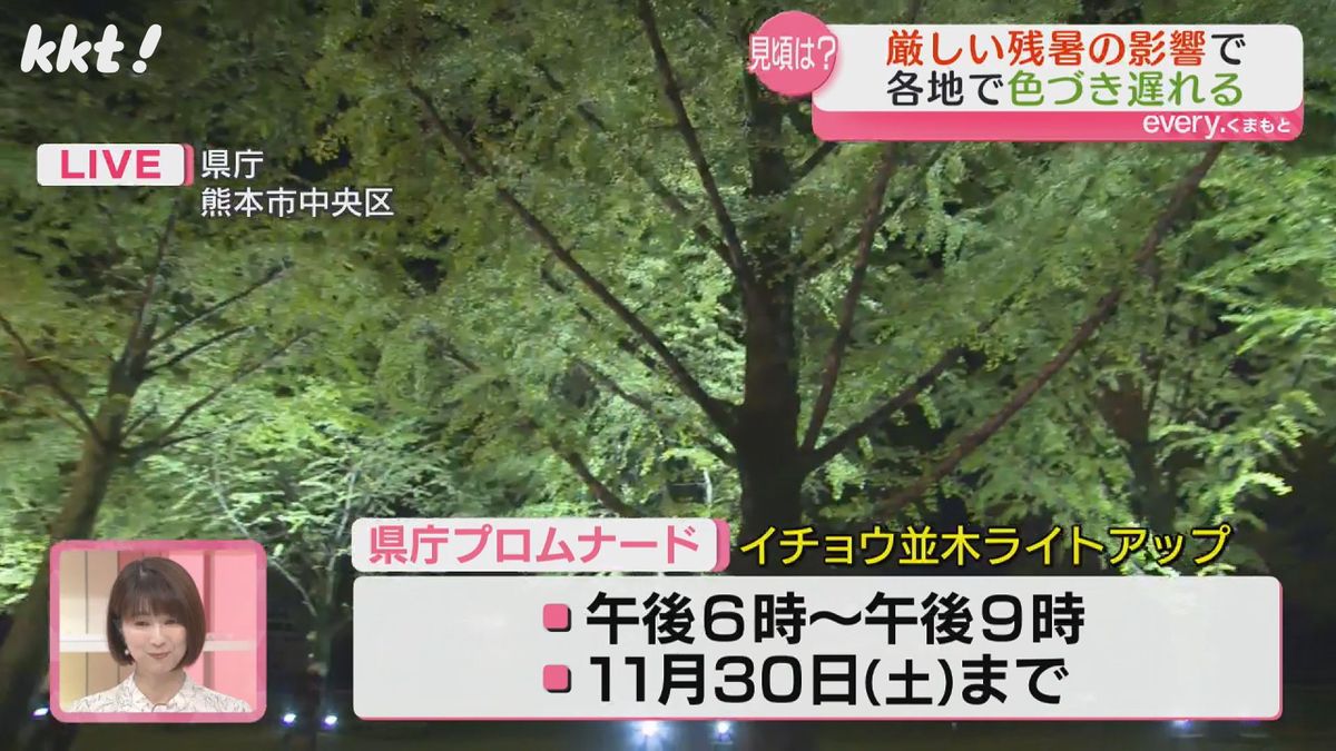 県庁プロムナードのライトアップは11月30日まで