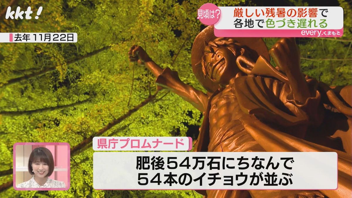 ｢肥後54万石｣にちなんで54本のイチョウ